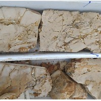Figure 4. 30cm core at TDD-001 33m: Ex-sediment, crackle breccia, completely clay altered, moderately silicified with broken stockwork quartz veinlets.